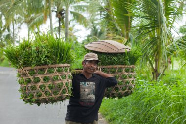 Bali dili pirinç tarlaları