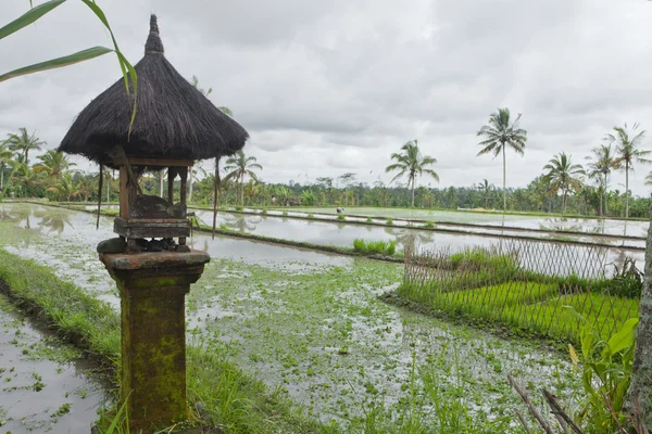Рисові поля в Балі — стокове фото