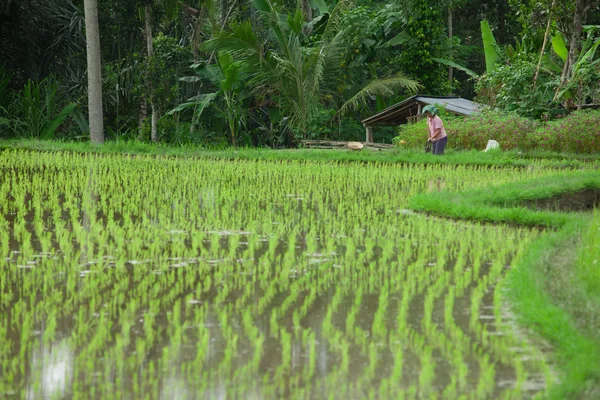 Балійском рисових полів — стокове фото