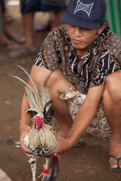 Cock fighting — Stock Photo, Image