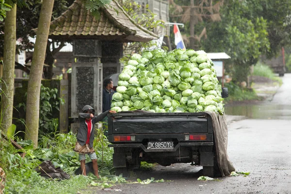 Cabbage pickup — Stock Photo, Image