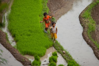 Rice farmers clipart