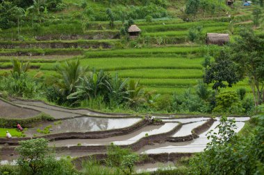 Paddy fields clipart