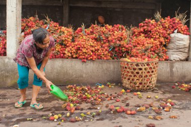 Rambutan yapımcı