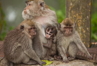 Monkey family clipart
