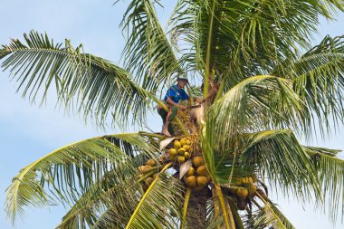 Coconut climber clipart