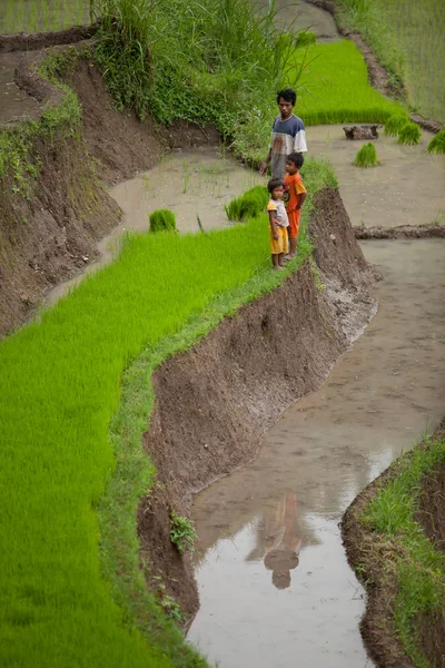 Agricultores de arroz — Foto de Stock