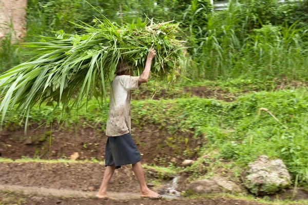 Rice farmer — Stock Photo, Image