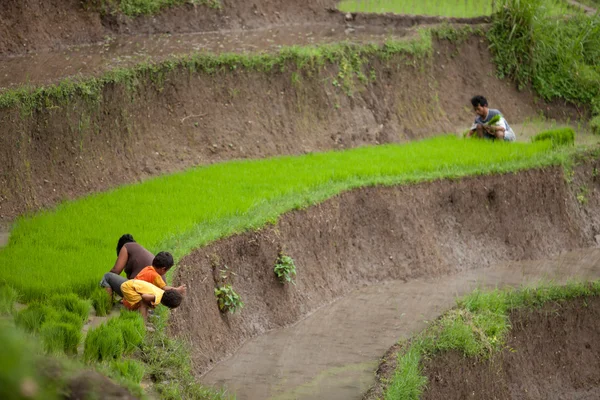 Rýže zemědělci — Stock fotografie