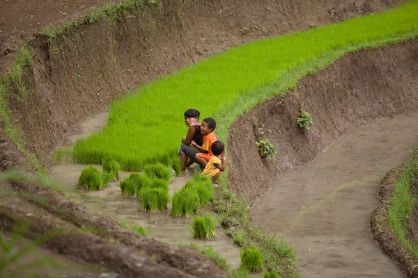 쌀 농부 — 스톡 사진