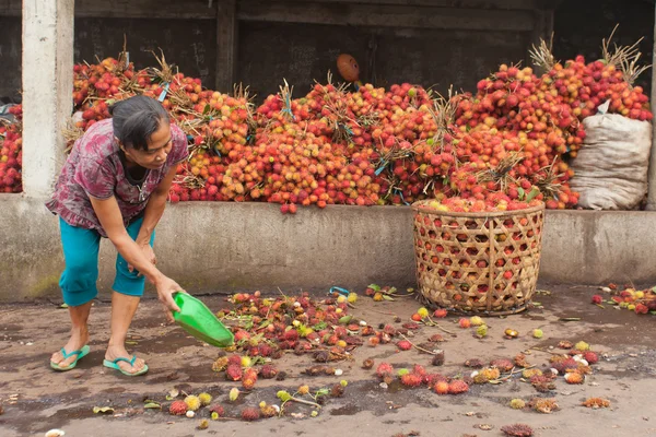 Rambutan yapımcı — Stok fotoğraf