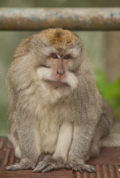 Male monkey — Stock Photo, Image