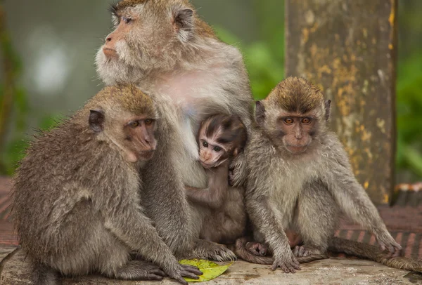 stock image Monkey family