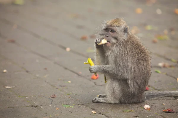 Банановая обезьяна — стоковое фото