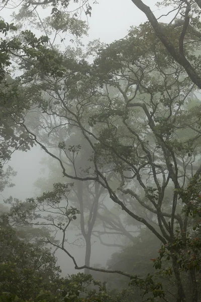 stock image Misty rainforest