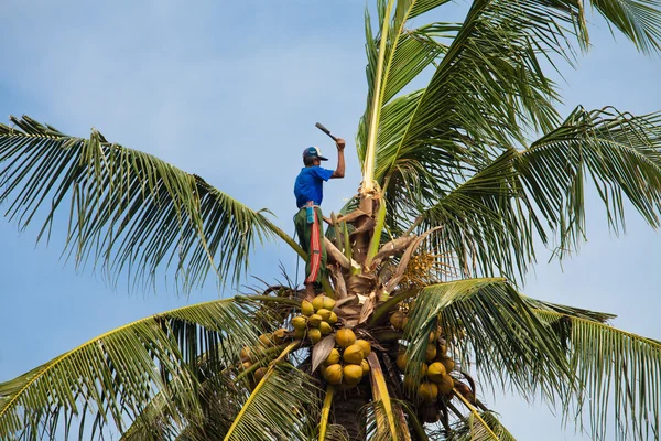 Coconut climber — Zdjęcie stockowe