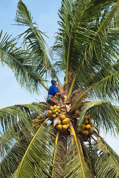 stock image Coconut climber