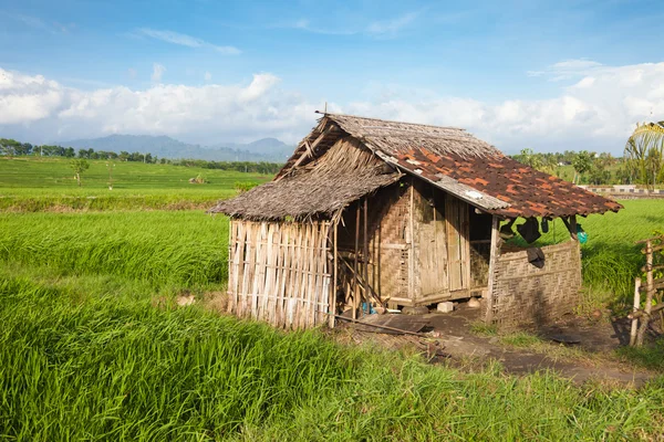 Хатина в рисовому полі — стокове фото