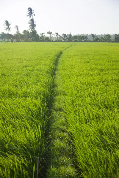 Grama de arroz longa — Fotografia de Stock