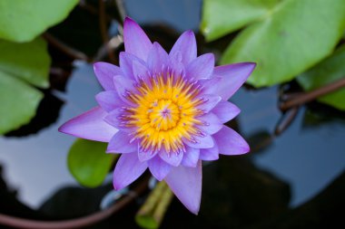 Lotus çiçeği.