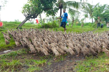 Duck farming clipart