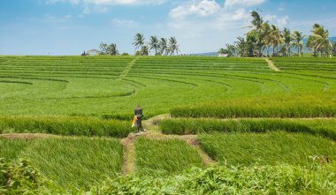 Rice field clipart