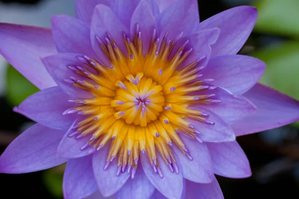 stock image Lotus flower