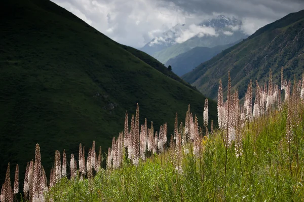 dağ çiçekleri yamaç