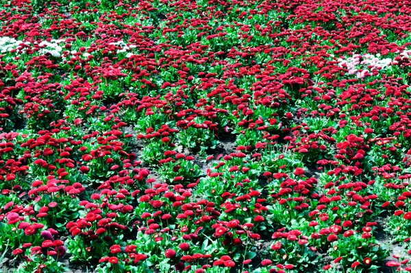 Червоні квіти — стокове фото