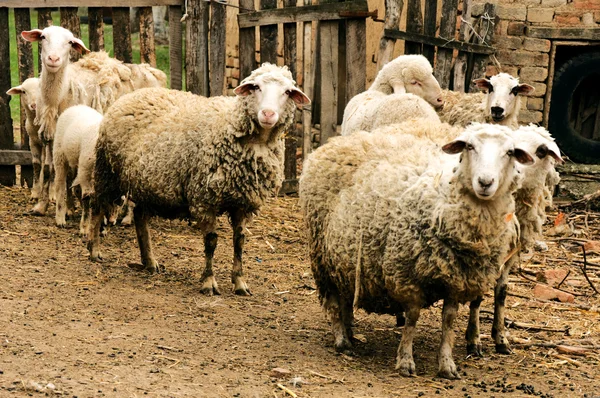 Vele sheeps — Stockfoto