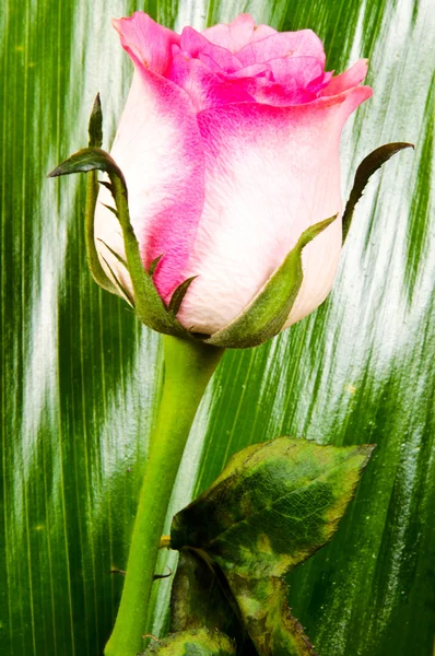 玫瑰白 — 图库照片