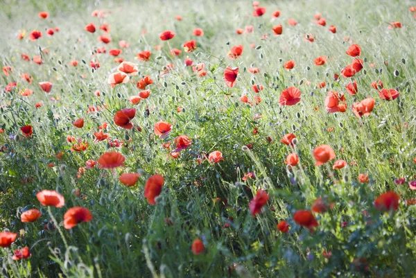 Stock image Red weed