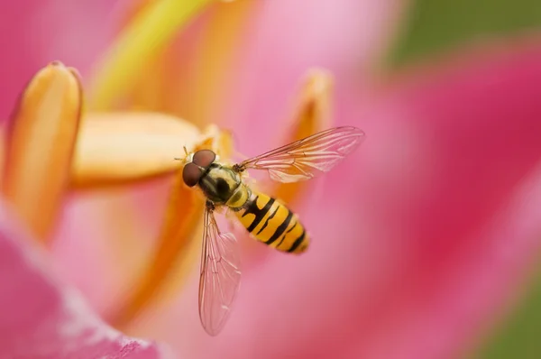 stock image Wasp closeup