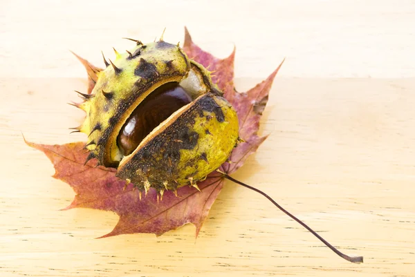 Chestnut on maple leaf — Stock Photo, Image