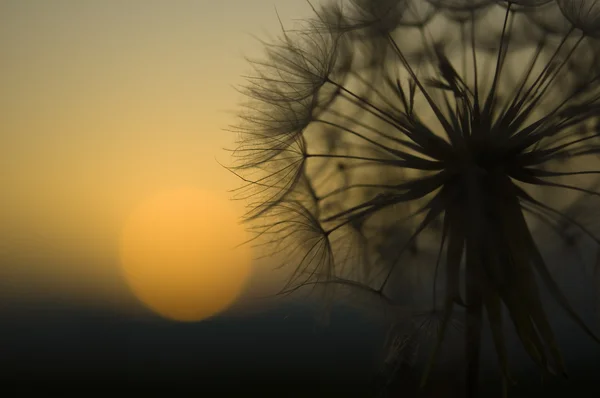 Dandelion macro and sun in background — Stock Photo, Image