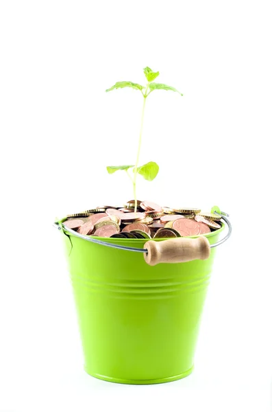 Dinheiro e planta — Fotografia de Stock