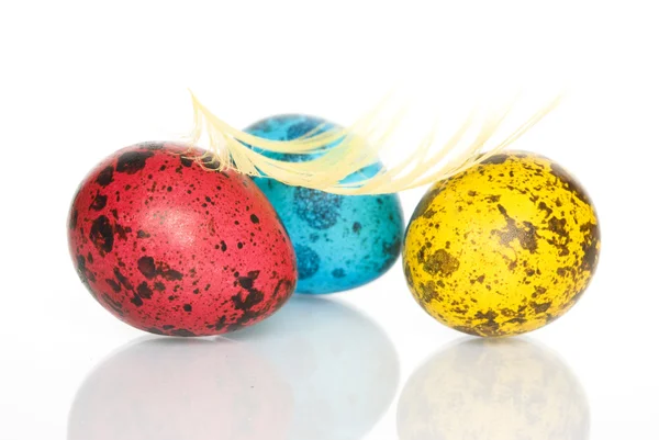 Colored Quail Eggs — Stock Photo, Image
