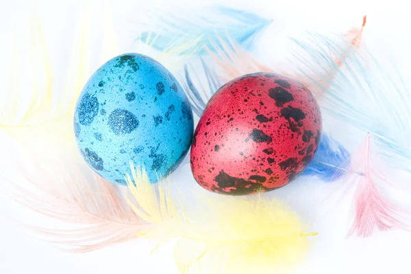 Colored Quail Eggs — Stock Photo, Image