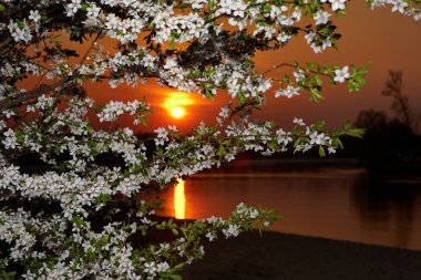 The sunset through blossom clipart