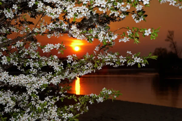 O pôr-do-sol através da flor Imagens Royalty-Free