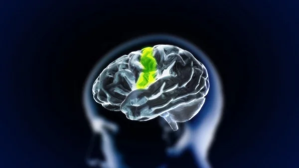 La parte del cerebro de cristal 3 — Foto de Stock