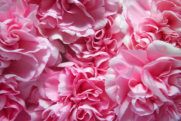 Розовые лепестки цветов — стоковое фото