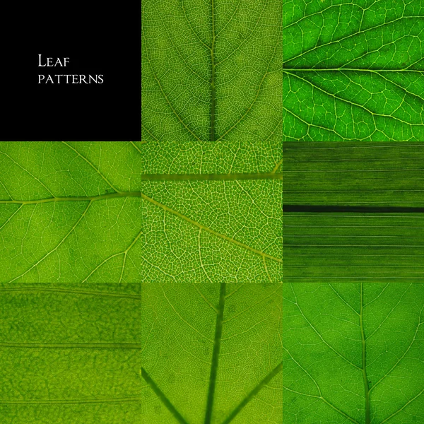 Patrones de hojas —  Fotos de Stock