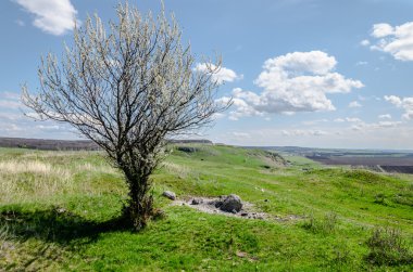 ağaç bahar peyzaj