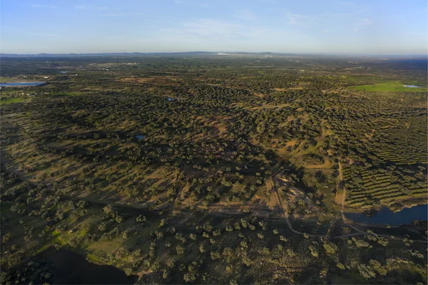 Вид с высоты дубовой плантации — стоковое фото