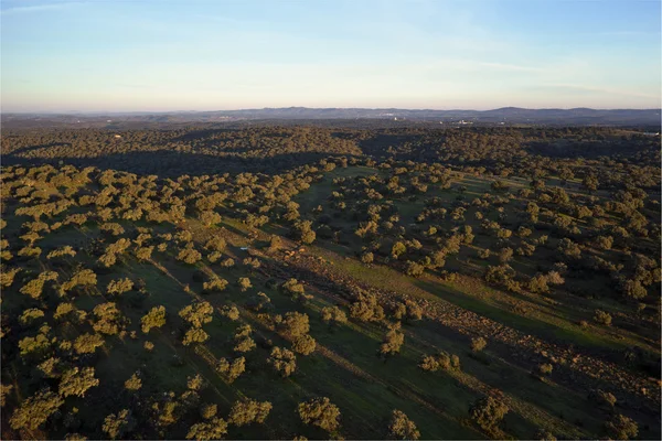 Quercia piantagione vista aerea — Foto Stock