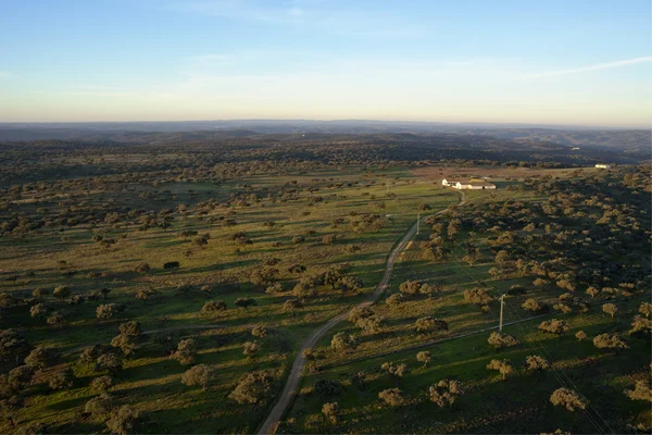 Oak plantation havadan görünümü