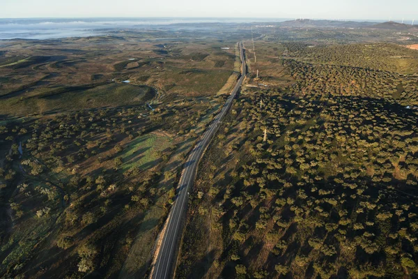 Quercia piantagione vista aerea — Foto Stock