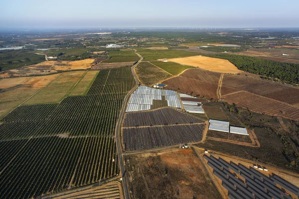 Orangenbäume Plantage Luftaufnahme — Stockfoto