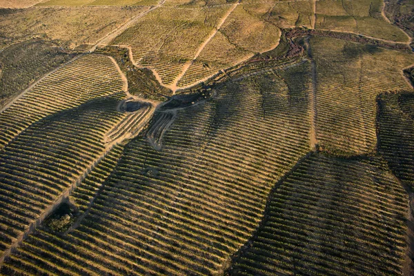 Letecký pohled na plantáže pomerančovníků — Stock fotografie